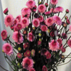 chrysanthemum novelty flowers | pink